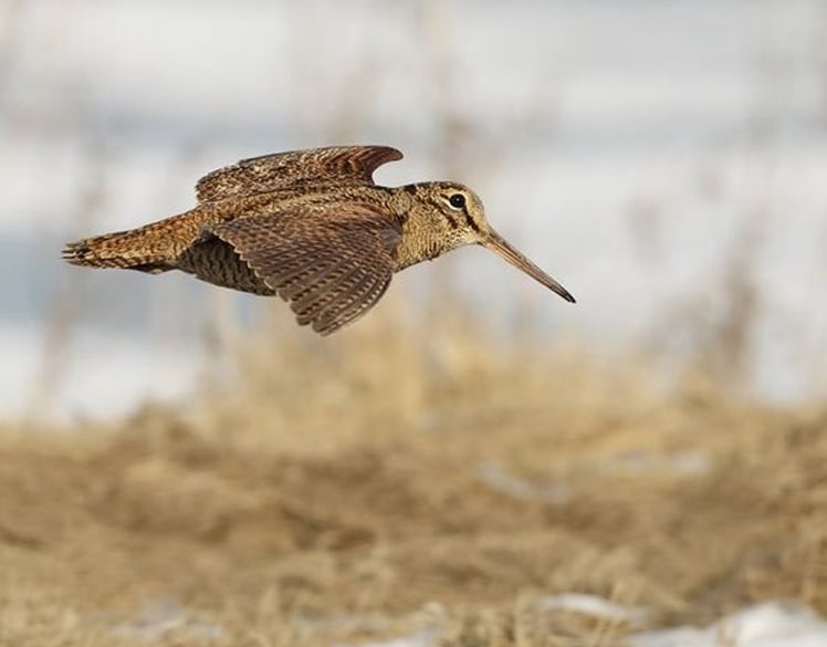 caccia alle oche in Romania international hunting